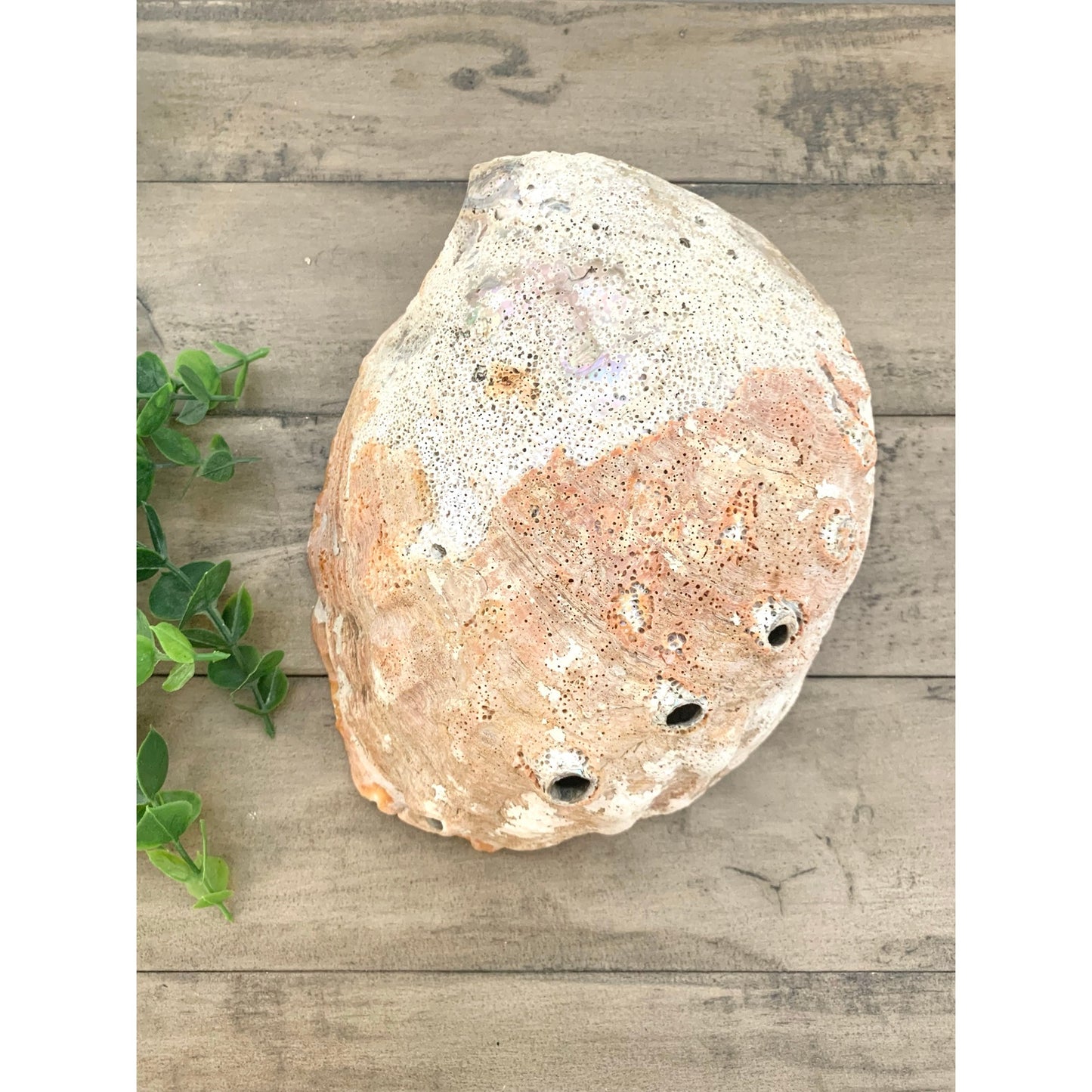 Large Natural Abalone Shell Bowl Iridescent Coastal Smudging Seashell Beach Cottage Display