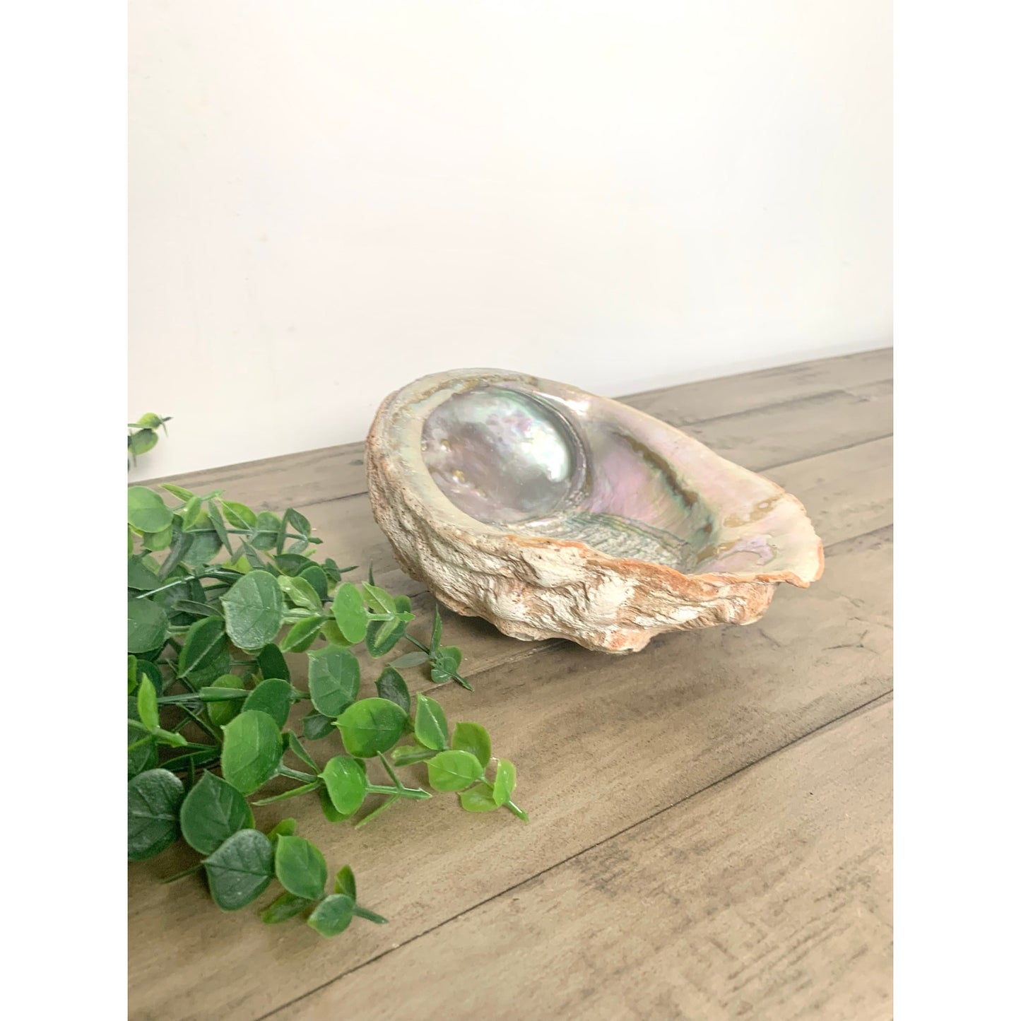 Large Natural Abalone Shell Bowl Iridescent Coastal Smudging Seashell Beach Cottage Display