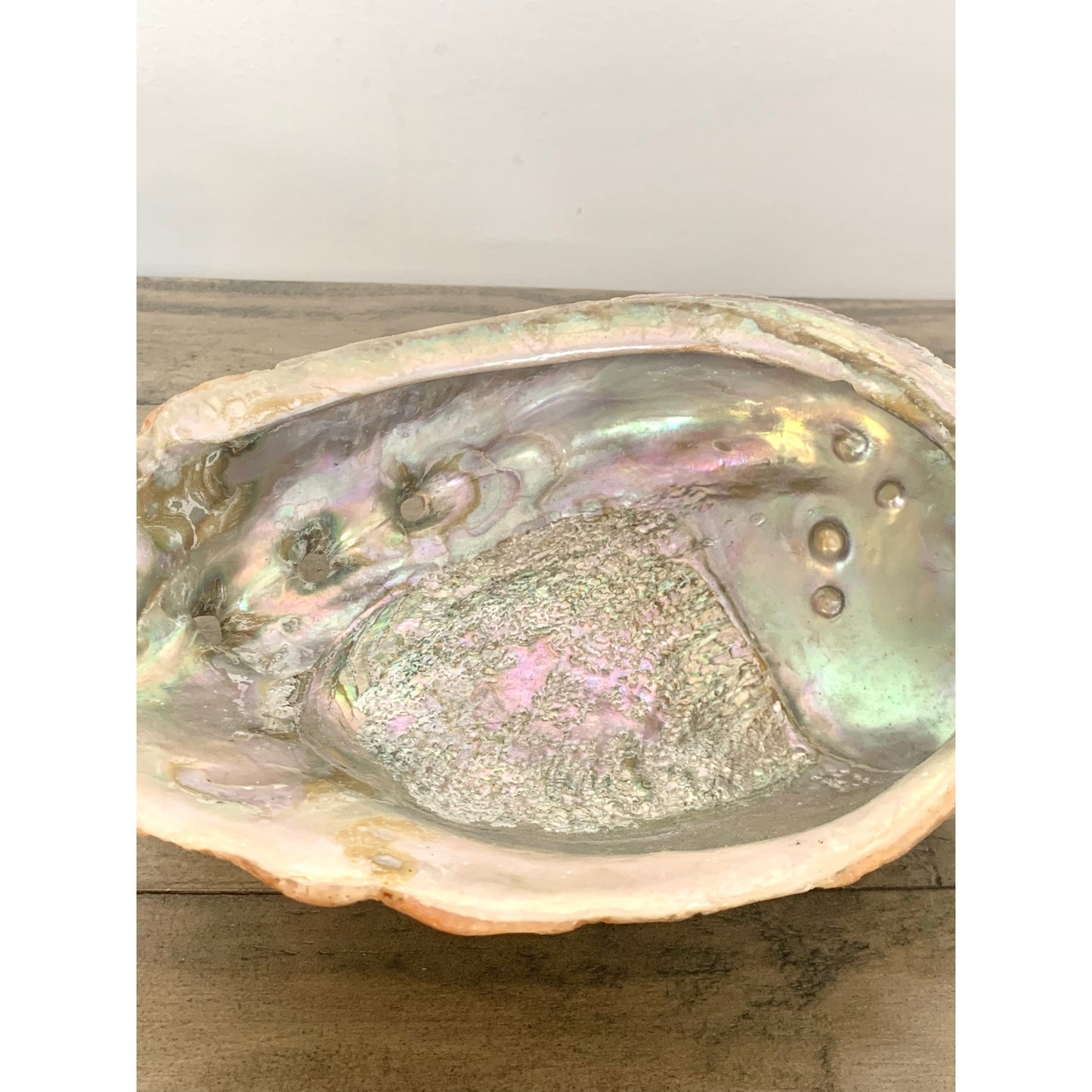 Large Natural Abalone Shell Bowl Iridescent Coastal Smudging Seashell Beach Cottage Display