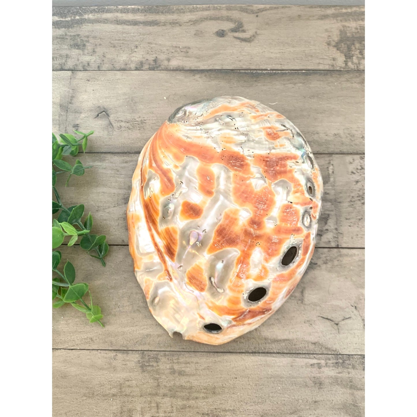 Large Natural Abalone Shell Bowl Iridescent Coastal Smudging Seashell Beach Cottage Display