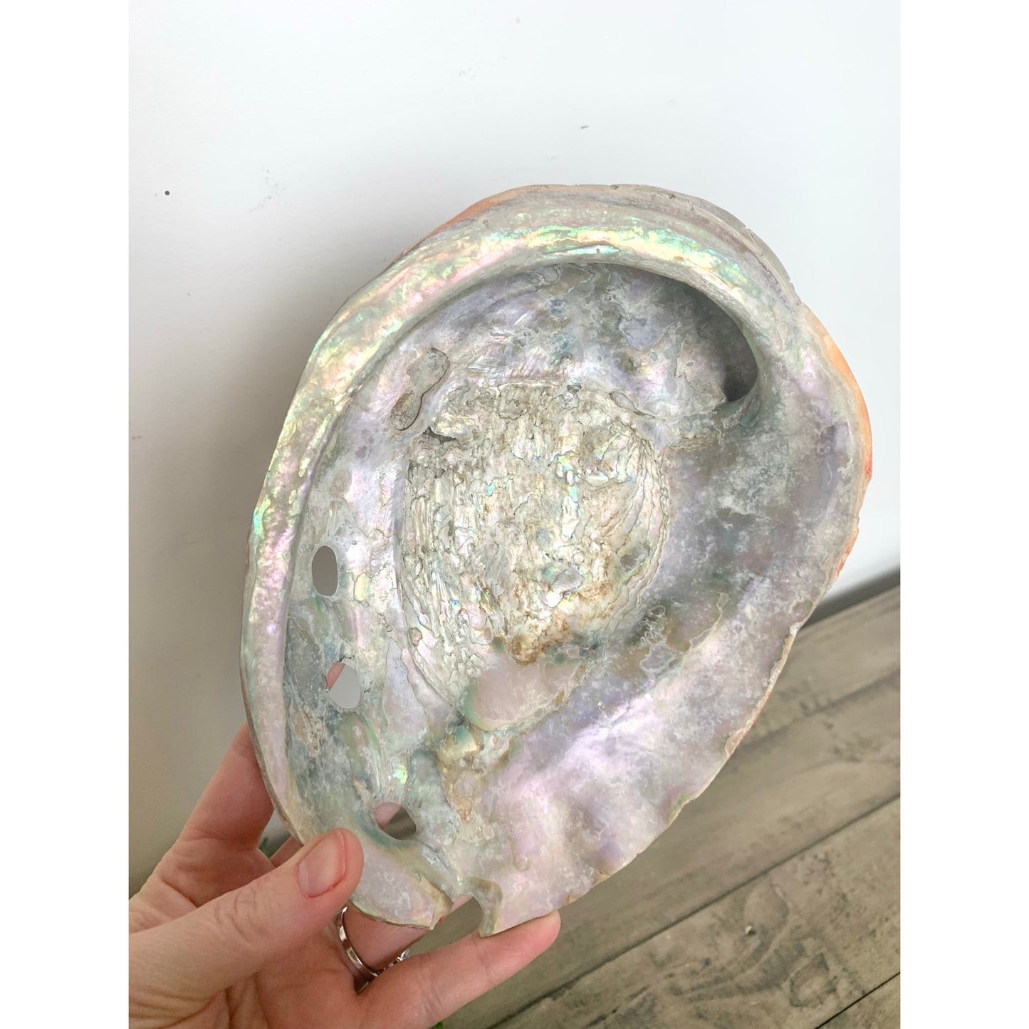 Large Natural Abalone Shell Bowl Iridescent Coastal Smudging Seashell Beach Cottage Display