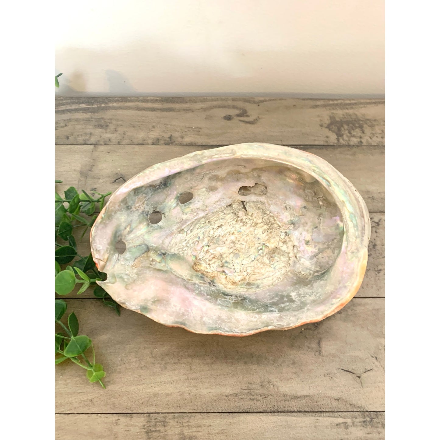 Large Natural Abalone Shell Bowl Iridescent Coastal Smudging Seashell Beach Cottage Display