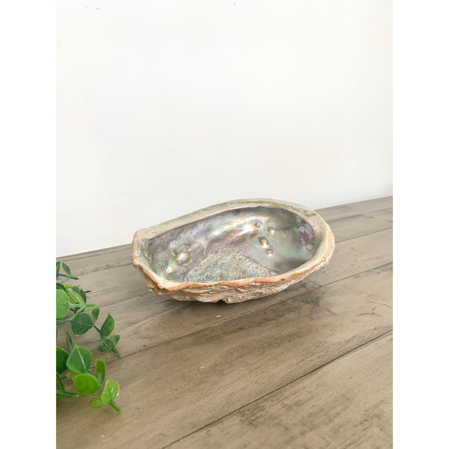 Large Natural Abalone Shell Bowl Iridescent Coastal Smudging Seashell Beach Cottage Display