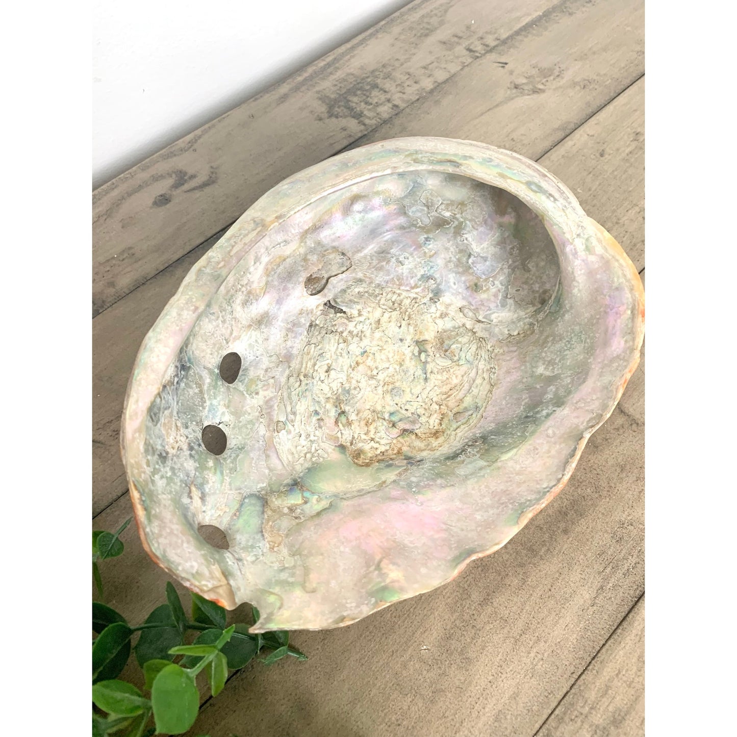 Large Natural Abalone Shell Bowl Iridescent Coastal Smudging Seashell Beach Cottage Display
