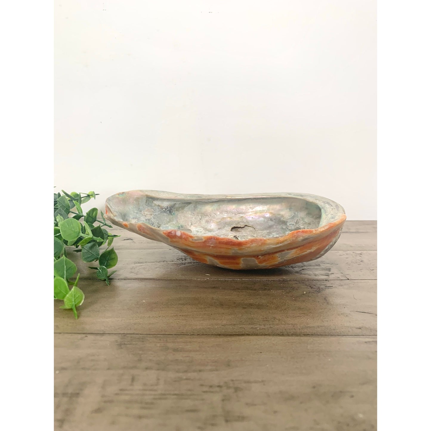 Large Natural Abalone Shell Bowl Iridescent Coastal Smudging Seashell Beach Cottage Display