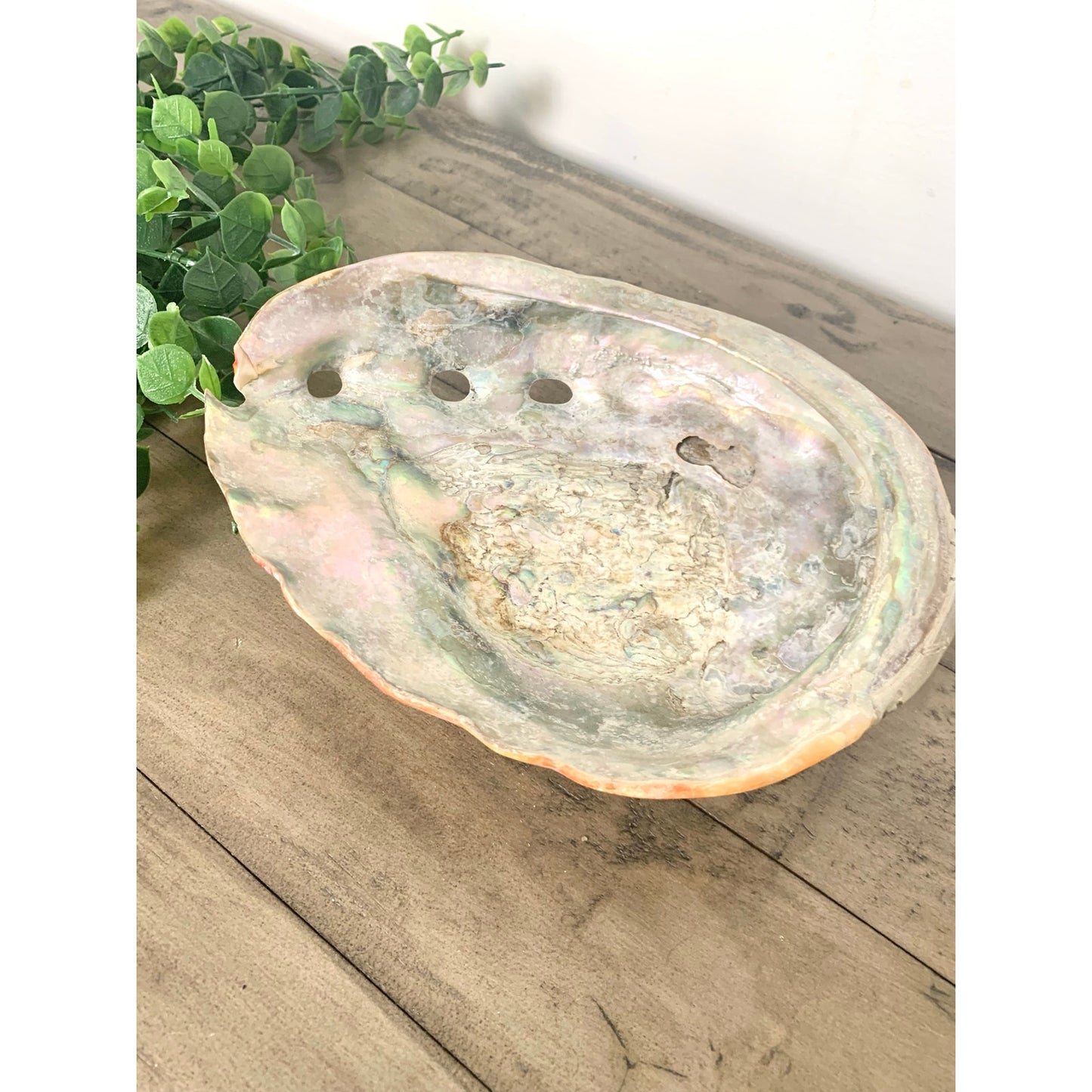 Large Natural Abalone Shell Bowl Iridescent Coastal Smudging Seashell Beach Cottage Display