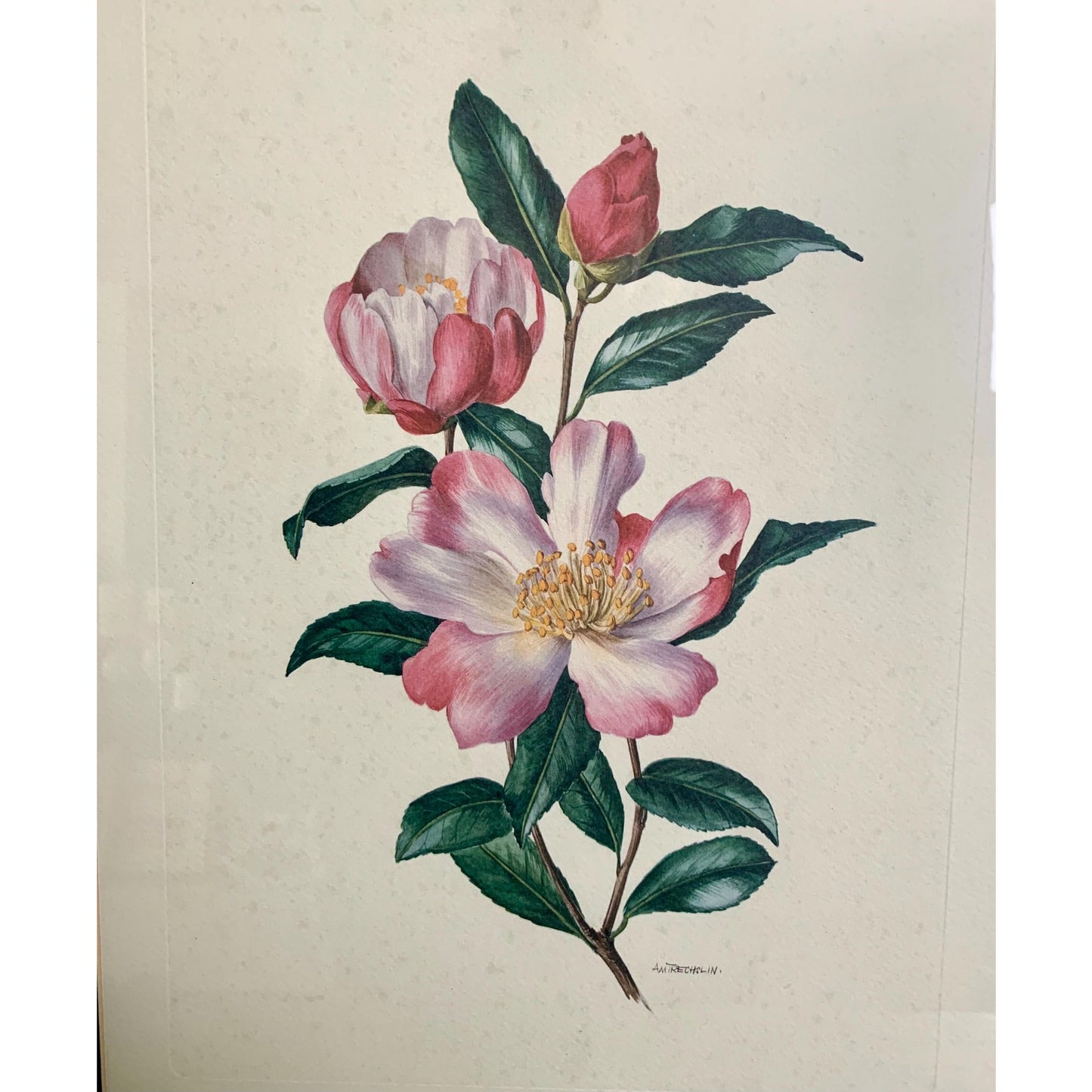 Large Vintage Floral Lithograph Signed by Ann Trechslin, Framed and Matted