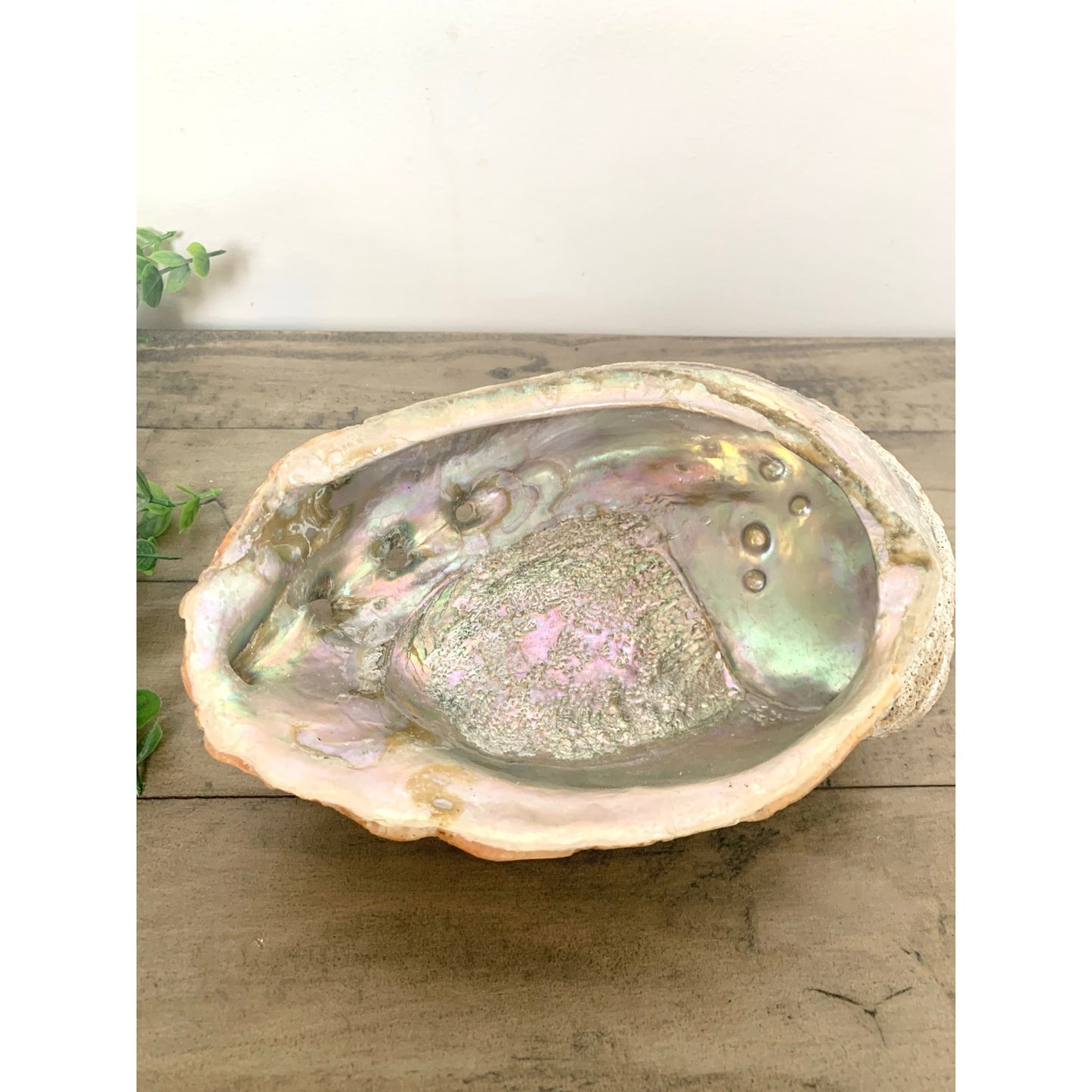 Large Natural Abalone Shell Bowl Iridescent Coastal Smudging Seashell Beach Cottage Display