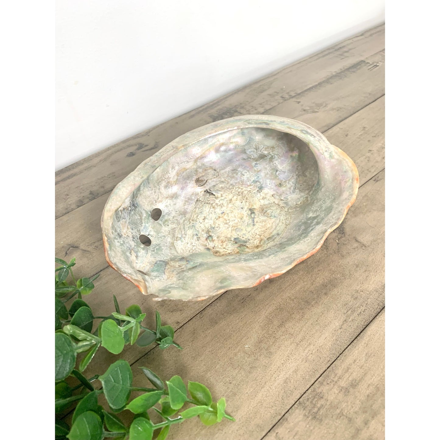 Large Natural Abalone Shell Bowl Iridescent Coastal Smudging Seashell Beach Cottage Display
