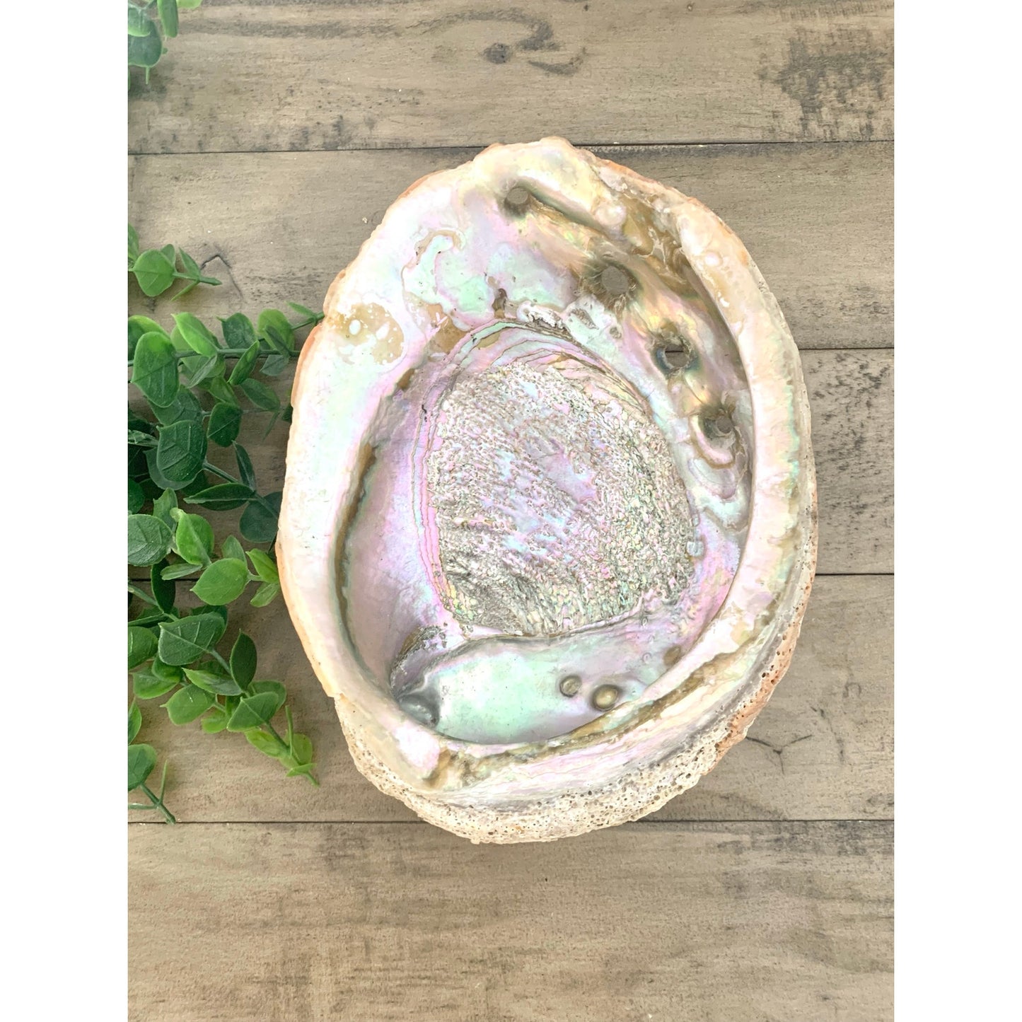 Large Natural Abalone Shell Bowl Iridescent Coastal Smudging Seashell Beach Cottage Display
