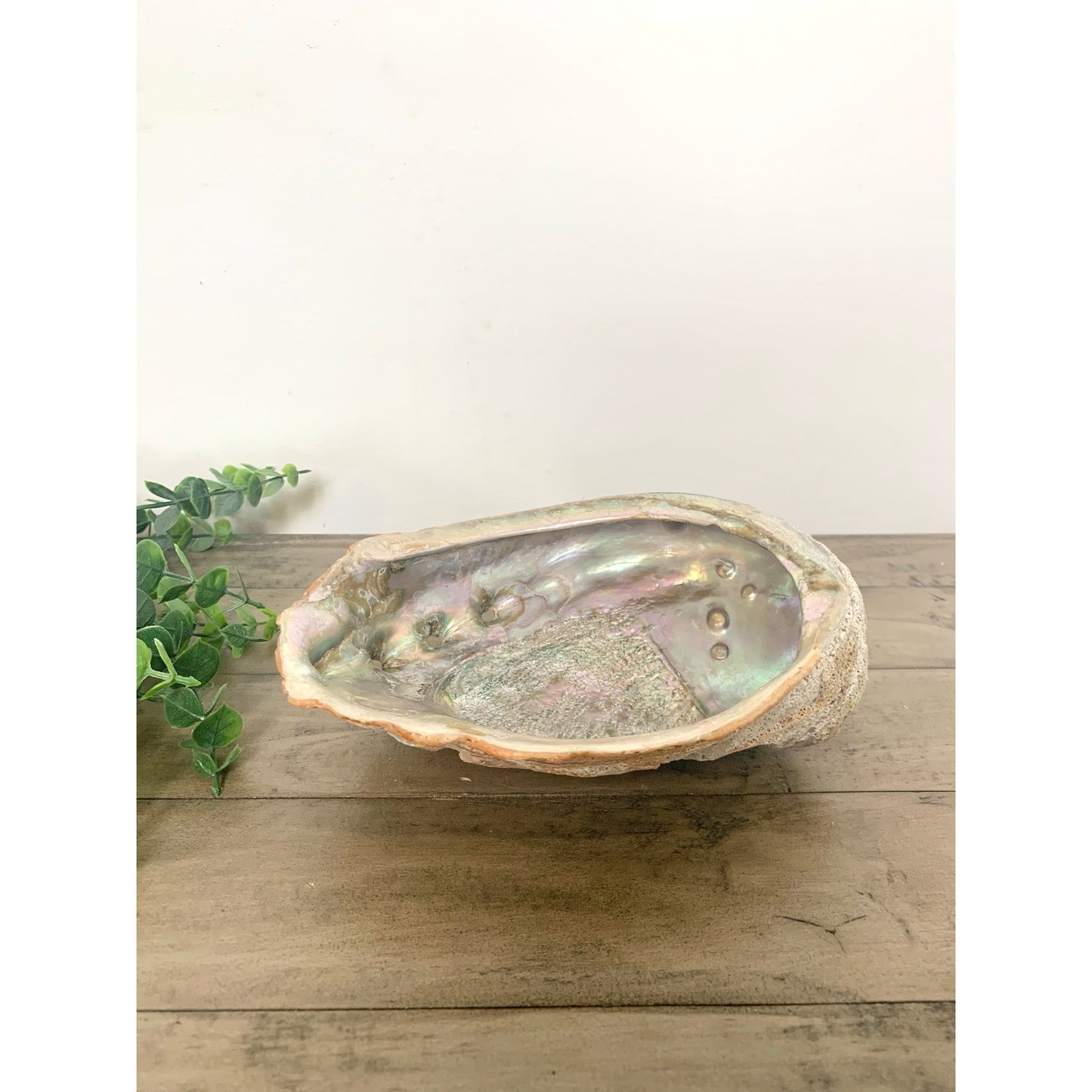 Large Natural Abalone Shell Bowl Iridescent Coastal Smudging Seashell Beach Cottage Display