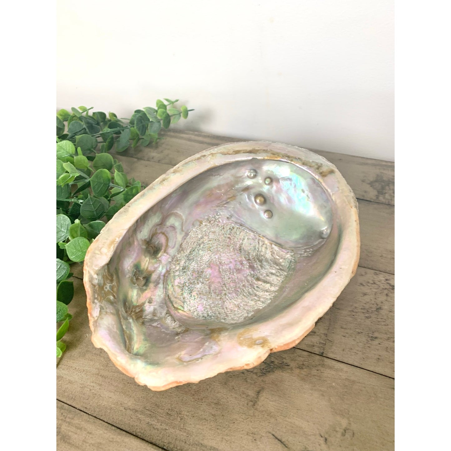 Large Natural Abalone Shell Bowl Iridescent Coastal Smudging Seashell Beach Cottage Display