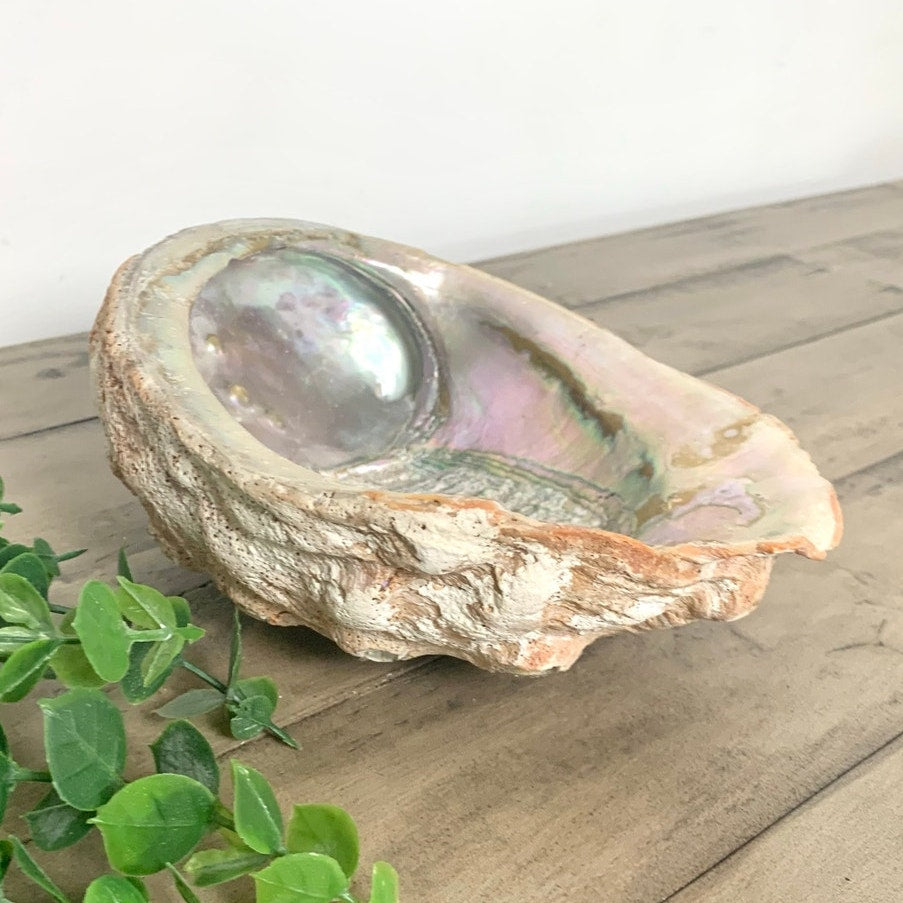 Large Natural Abalone Shell Bowl Iridescent Coastal Smudging Seashell Beach Cottage Display